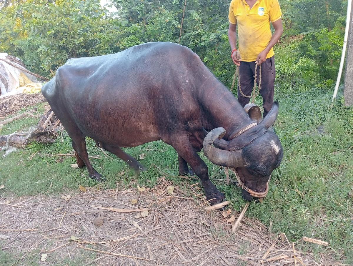 ભેંસ વેસવાની છે