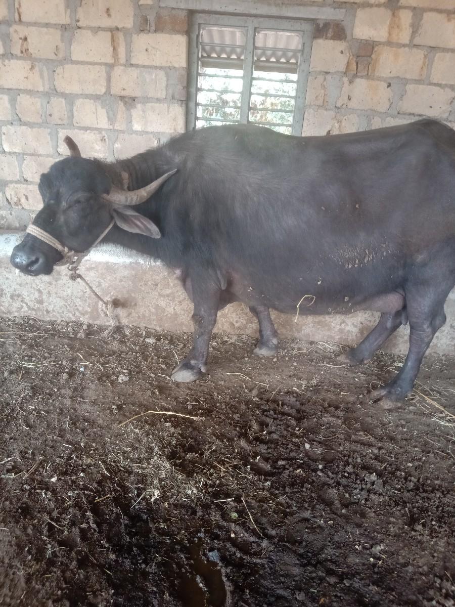 Bhains Vechva Ni che