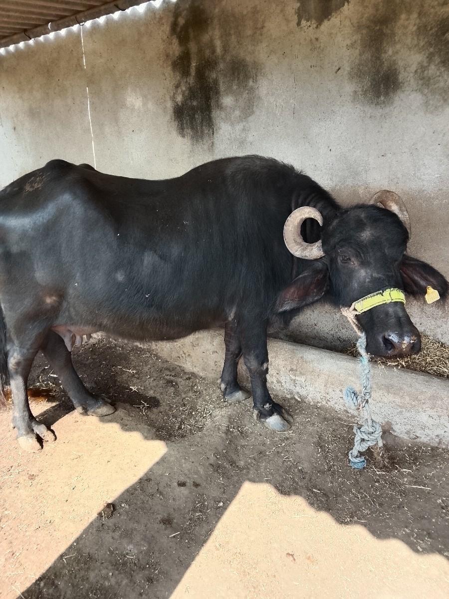 ભેંસ વેચાની