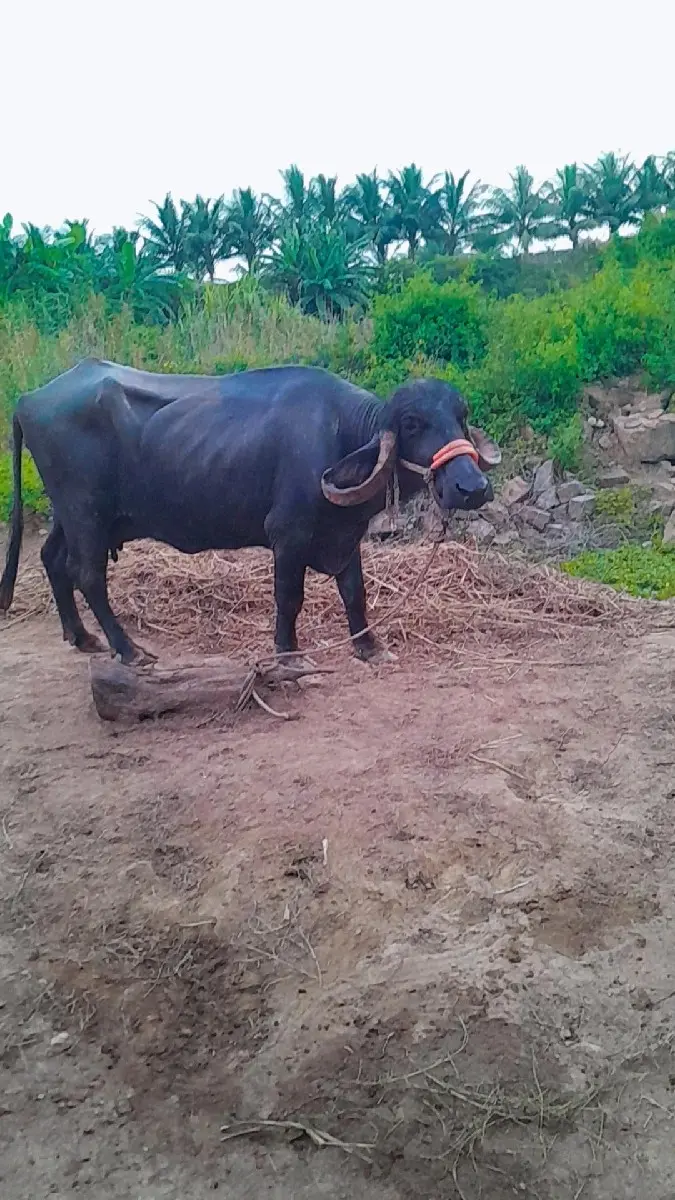 થંબનેલ 3