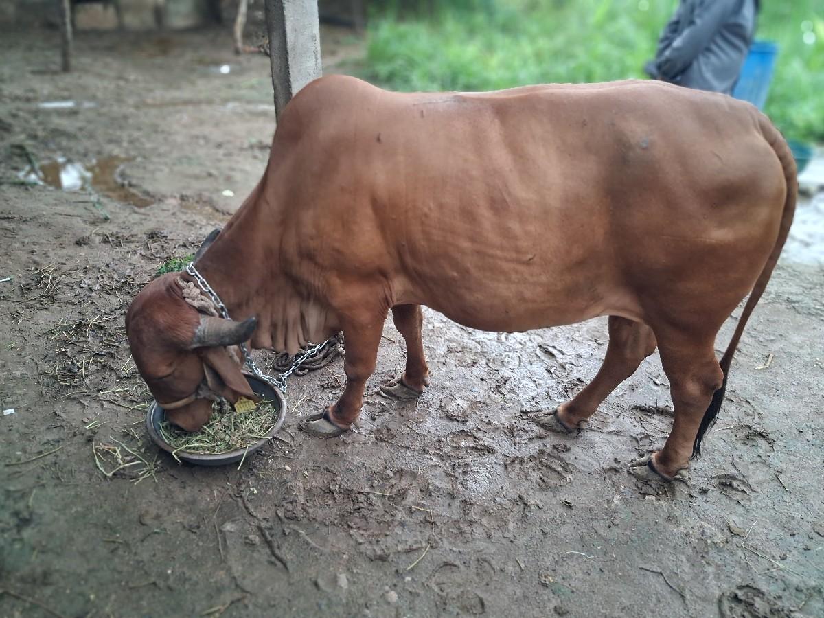 ગાય વેચવાની છે