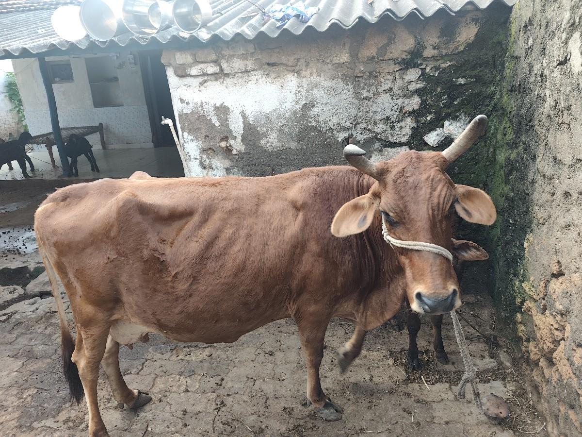 ગાય ના સાટા મા ઘોડી સાલે