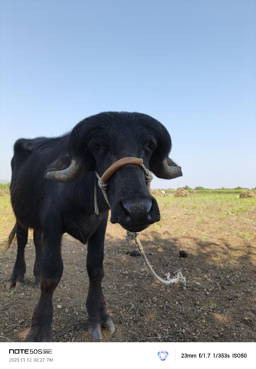 થંબનેલ 3