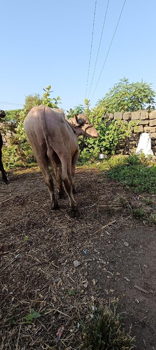 થંબનેલ 2