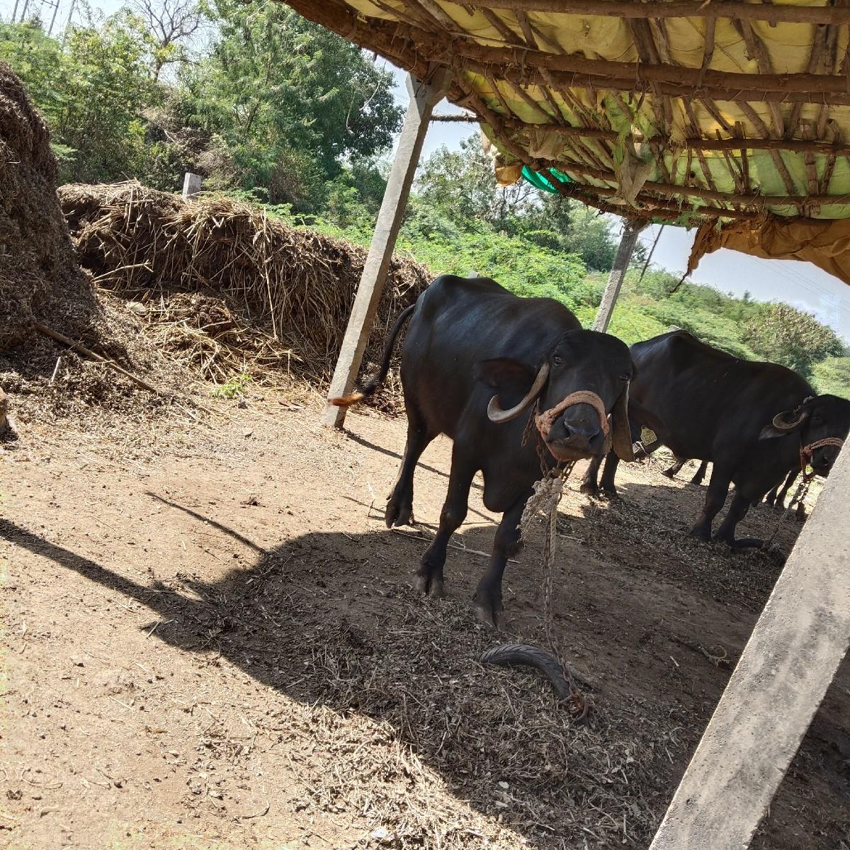 થંબનેલ 2