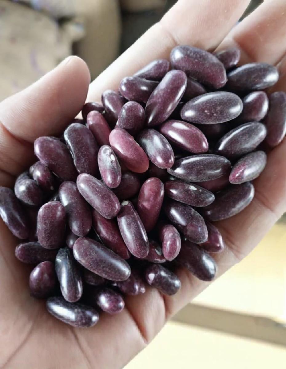 રાજમા નુ બિયારણ વેચવા નુ છે