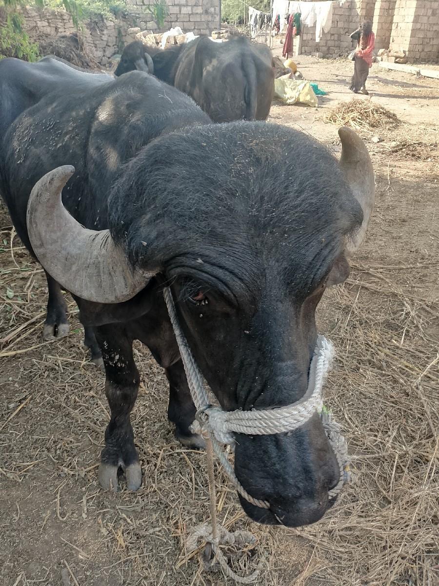 થંબનેલ 3