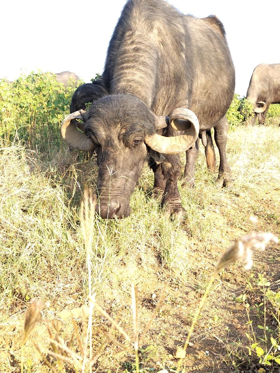 થંબનેલ 2