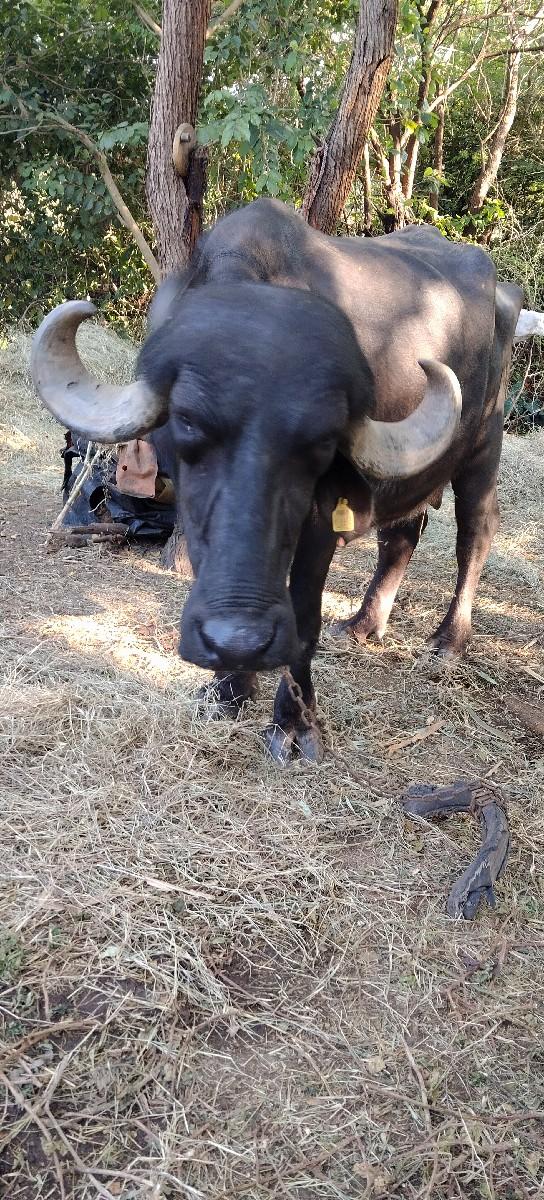 પેલું વેતર 1+2દિવસ ની કાસી