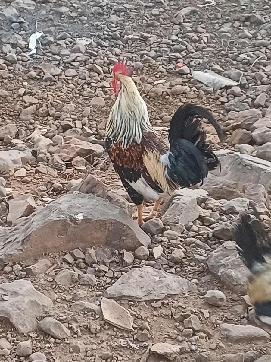 થંબનેલ 2