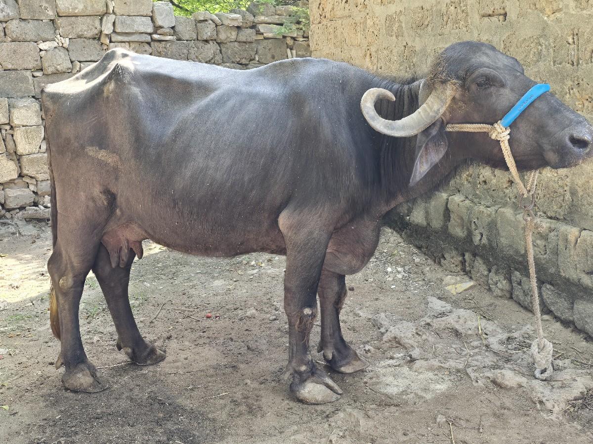 2 મહિના વિયાણ છે