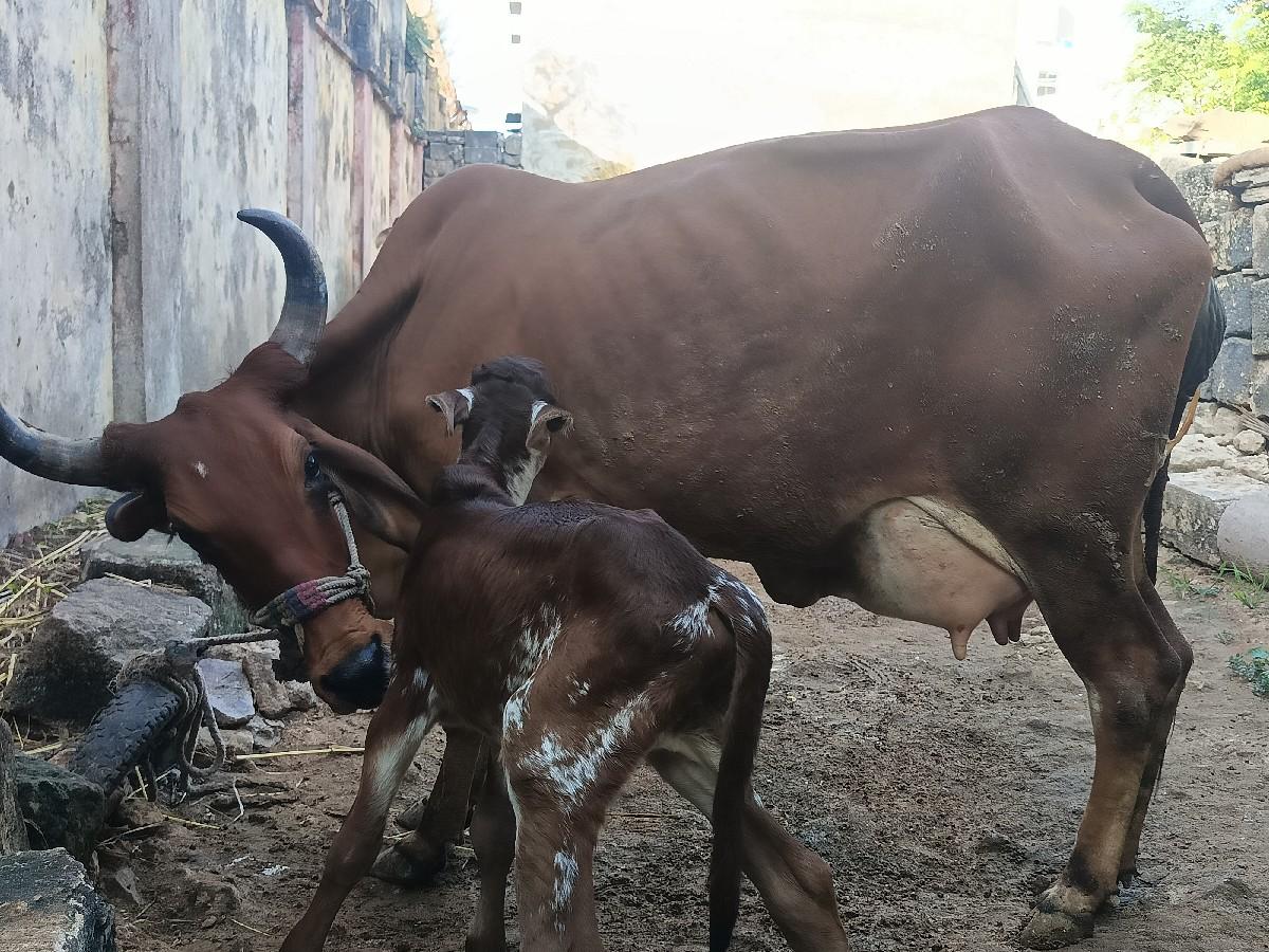 હોડકી વેચવાની છે.