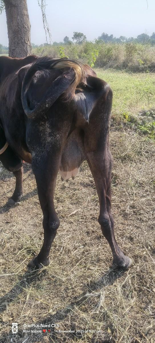 થંબનેલ 2