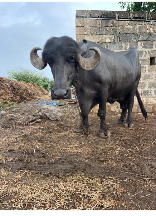 થંબનેલ 2