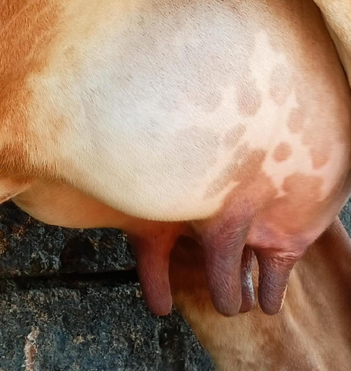 ઓરિજિનલ ગીર ગાય વેચવાની છે