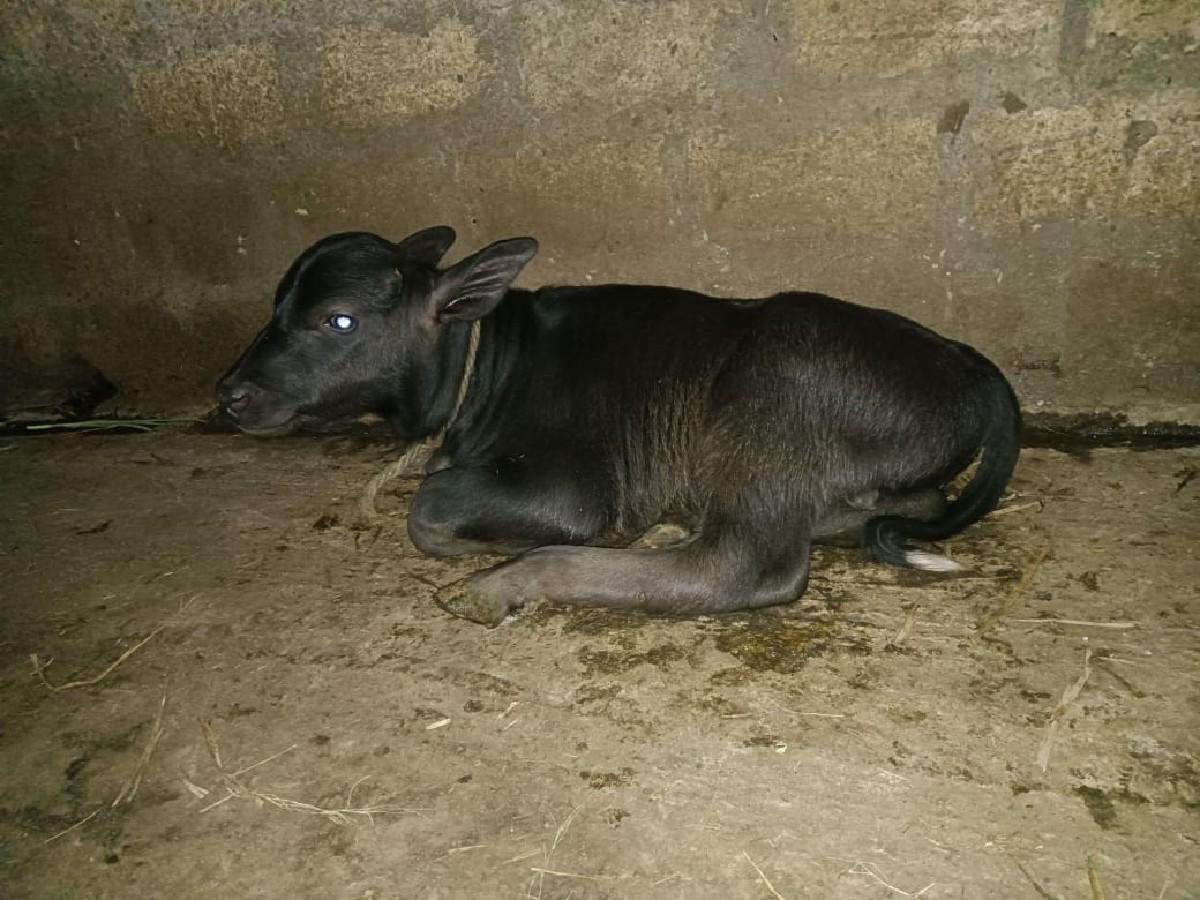 થંબનેલ 3