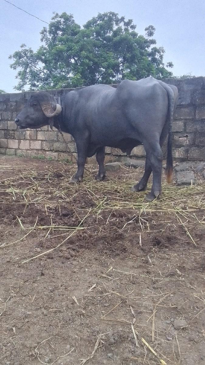 થંબનેલ 2