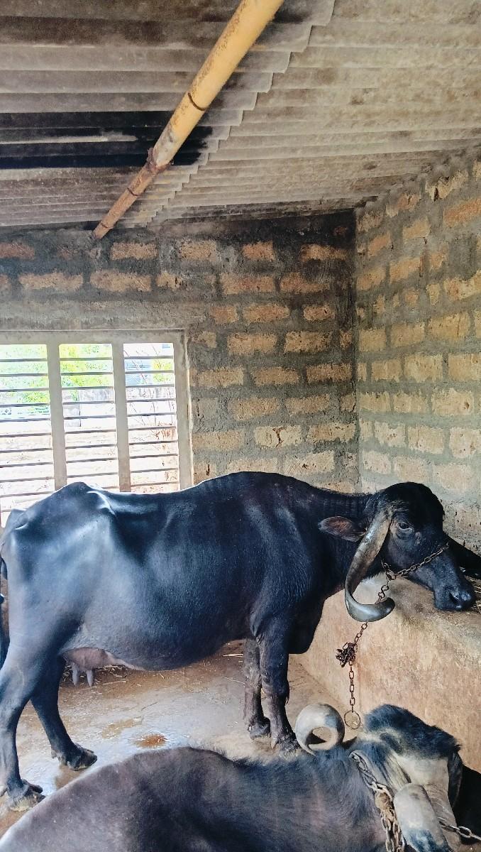 થંબનેલ 2