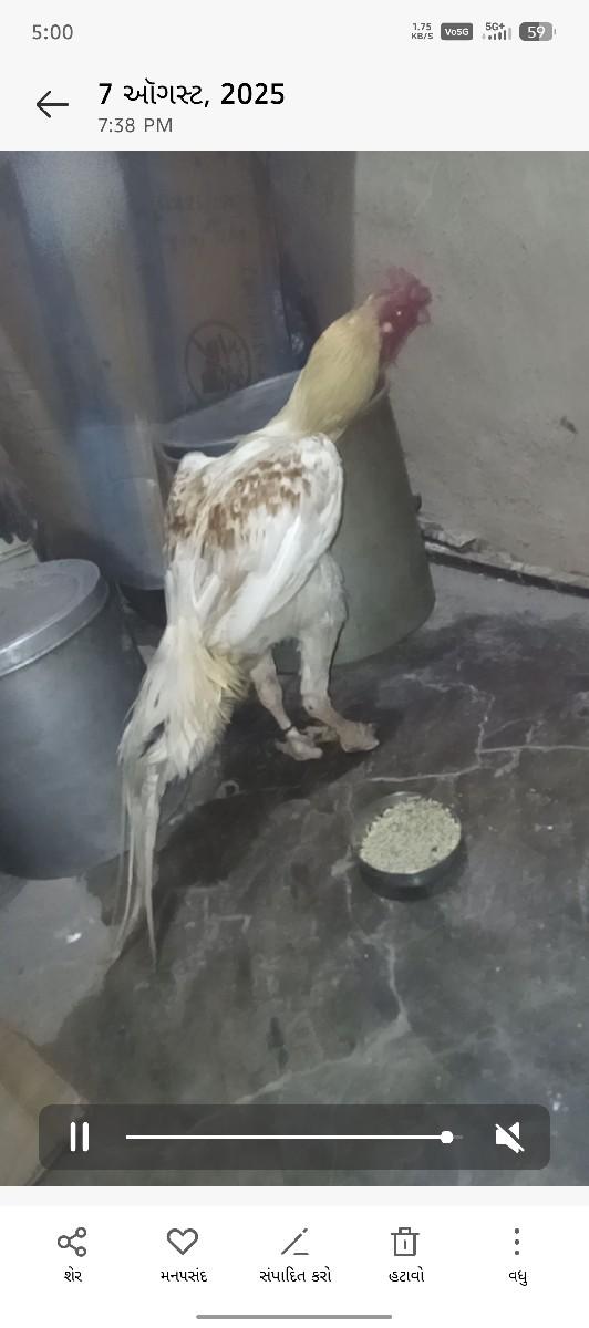 અસીલ નો મુરઘો વેચવાનો છે