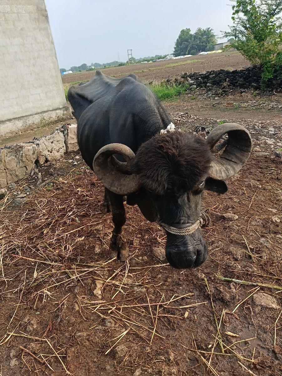 ભેંસ વેચવાની છે. 2.5 લીટર દૂધ