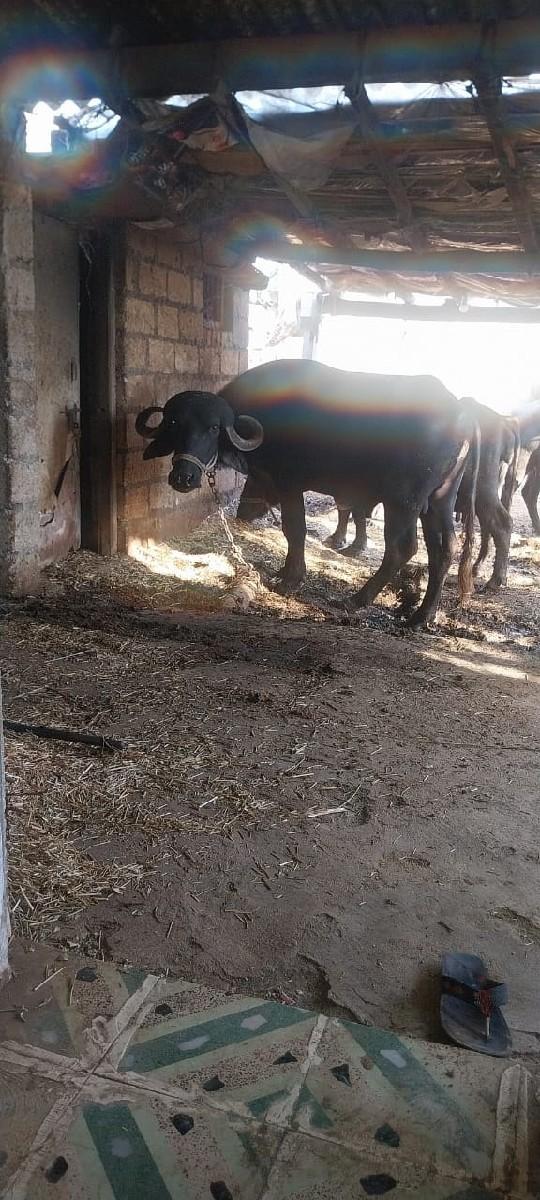 થંબનેલ 2