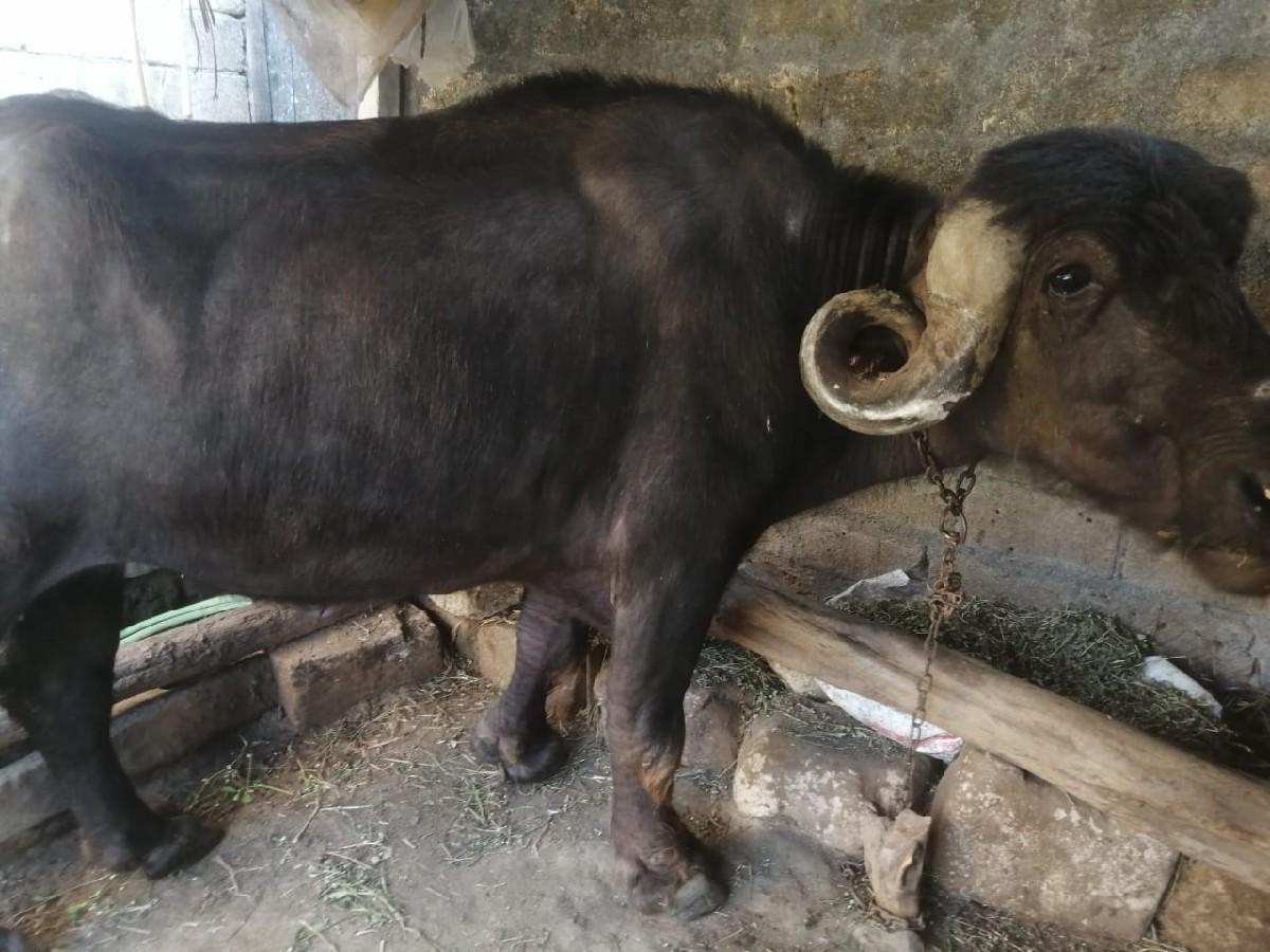 અમિત રાઠોડ