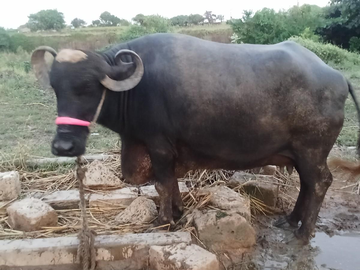 10 દિવસ ની કાસી