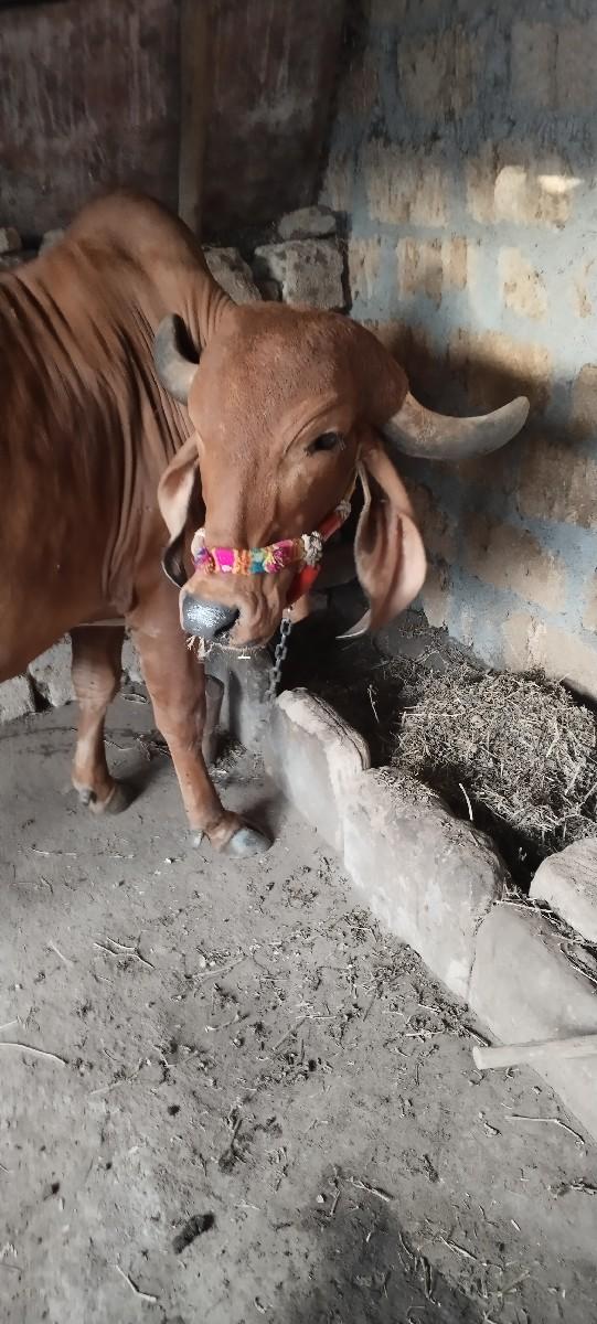 થંબનેલ 3