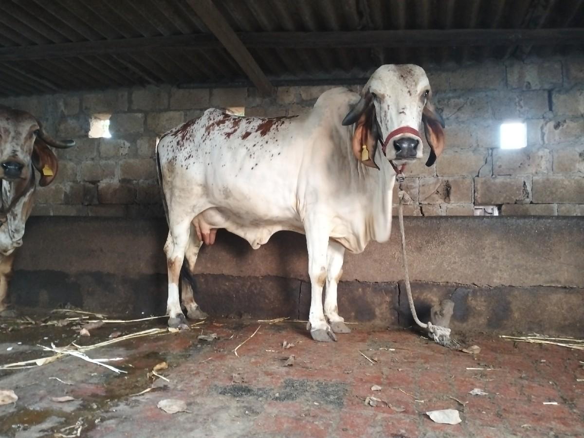 થંબનેલ 2