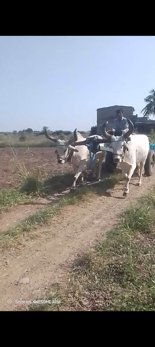 થંબનેલ 2