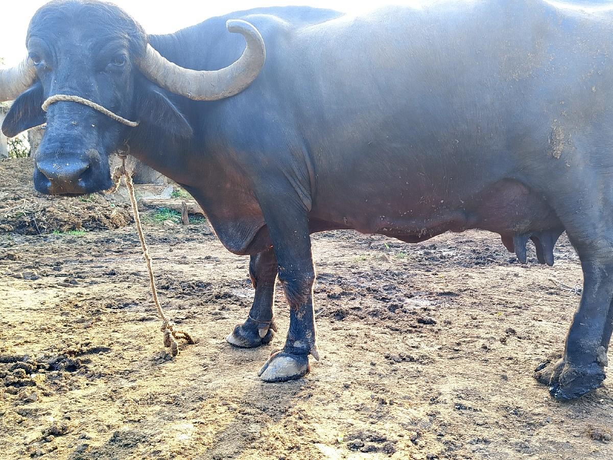 ભેંસ વેચવાની છે