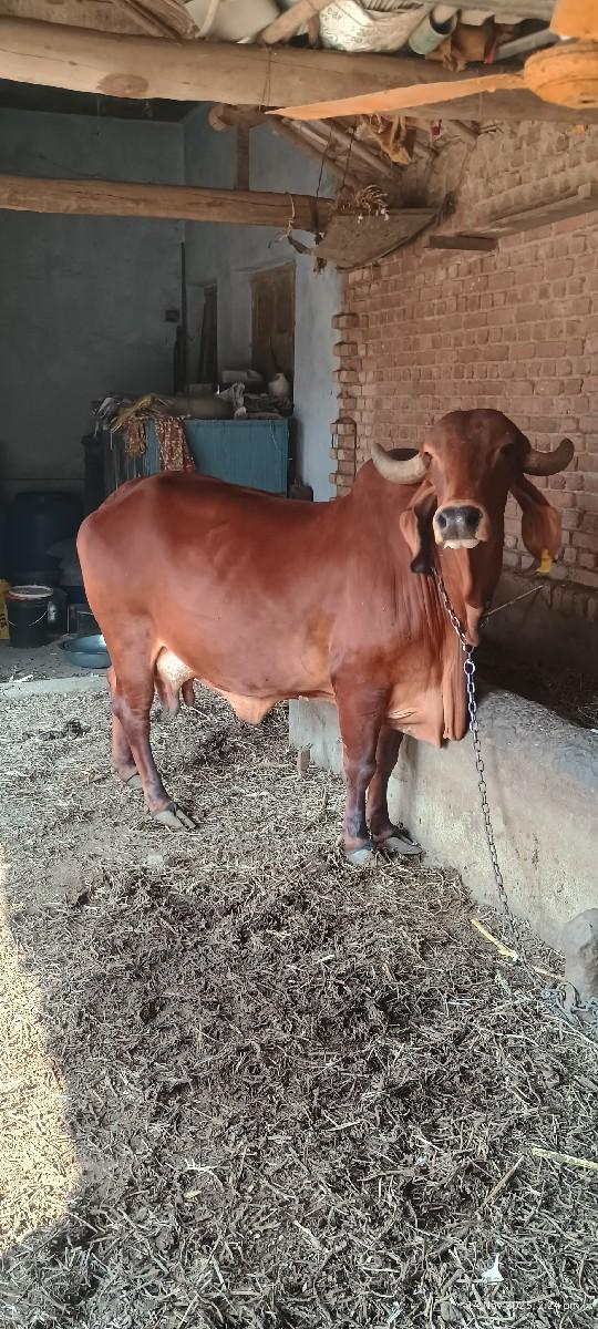 ગીર ગાય વેચવાની છે