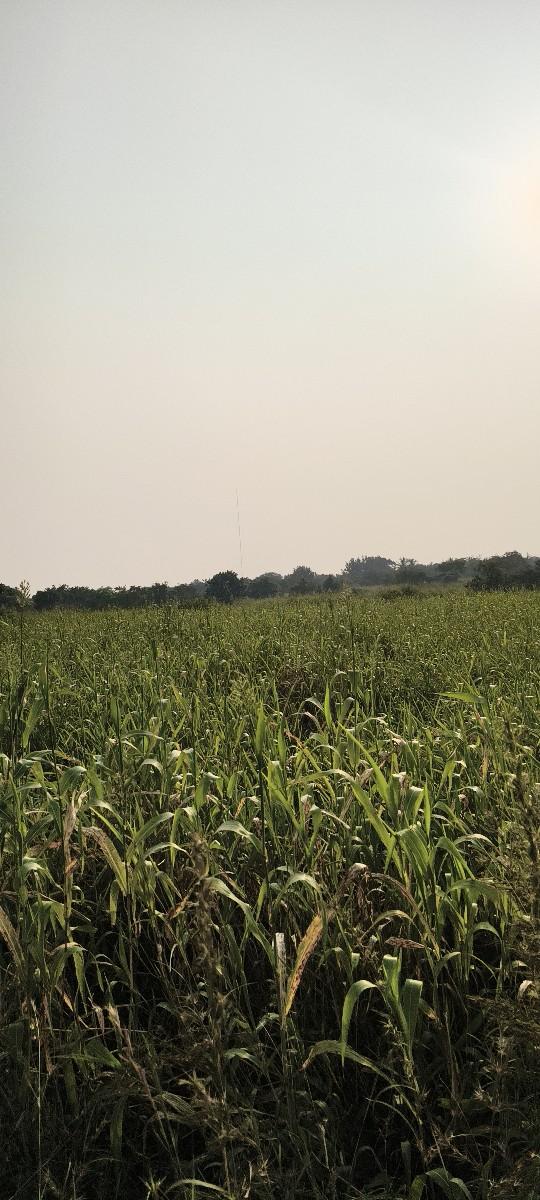 બાટુ(જુવાર)