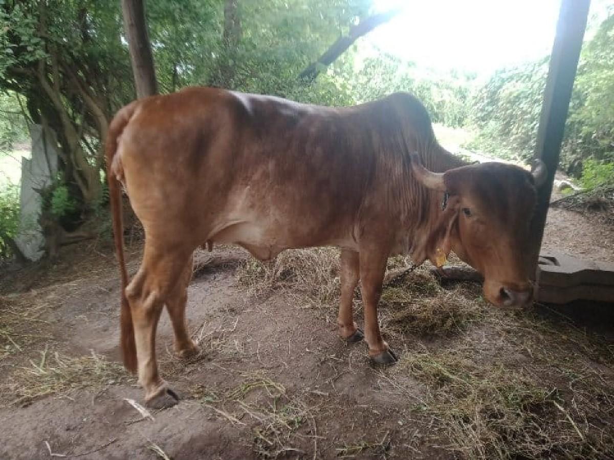 ચોન.કપીલા.પેલુ.વેતર