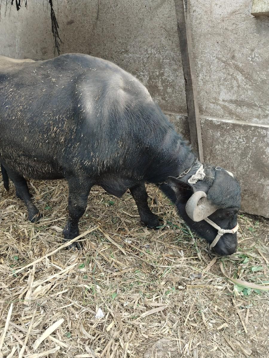 થંબનેલ 3