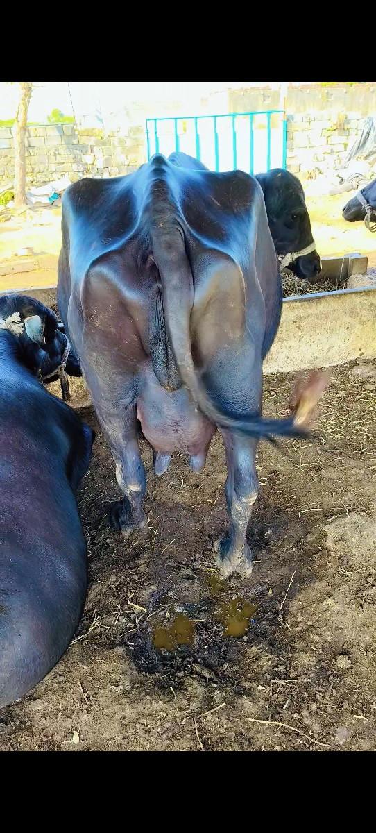 થંબનેલ 2