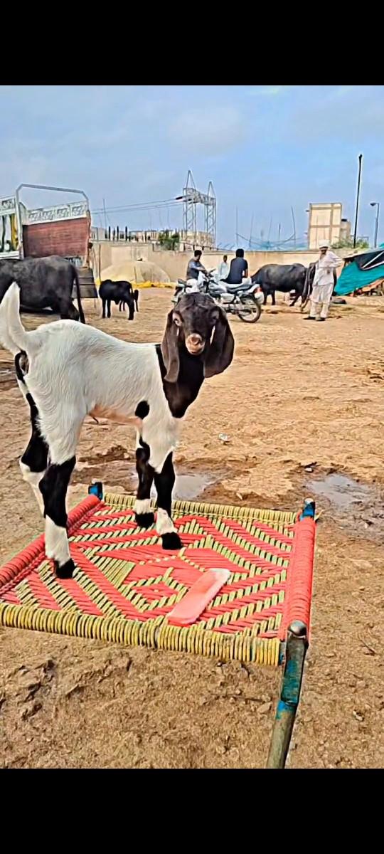 થંબનેલ 3