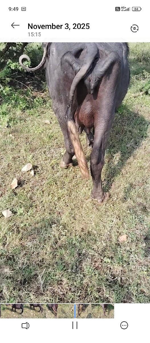 થંબનેલ 3