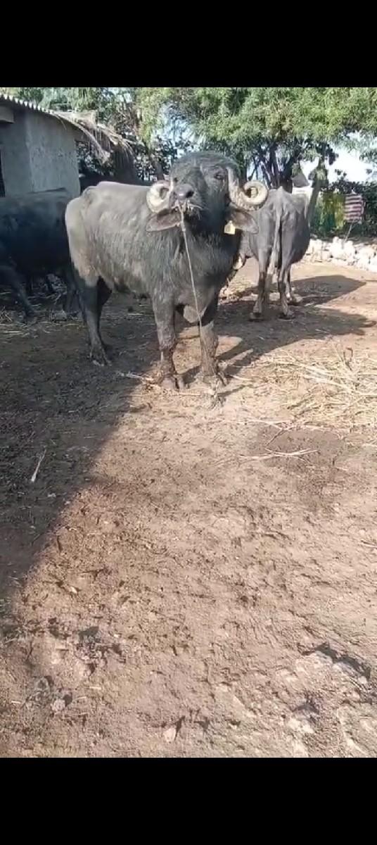 થંબનેલ 2