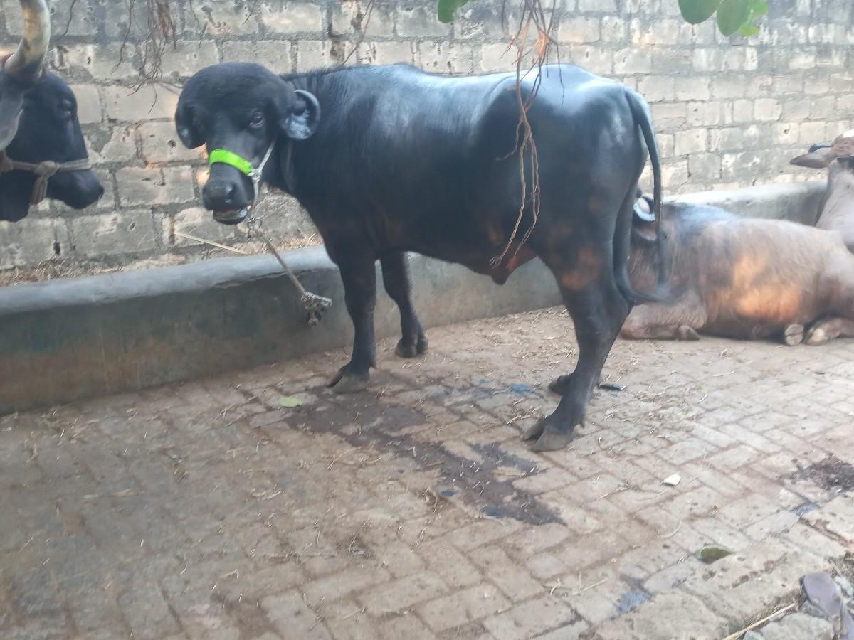 પાડો વેચવાનો છે