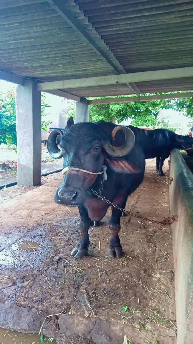 દશદીવશનીવારછે કાશીછે