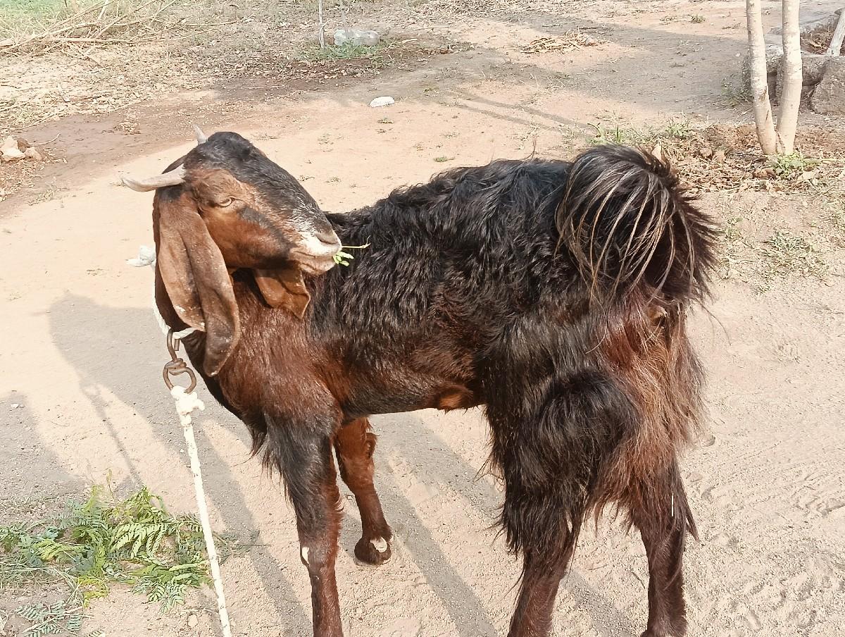 થંબનેલ 2