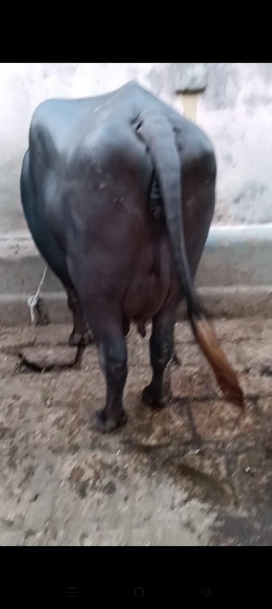 ભેંસ વેચવાની છે