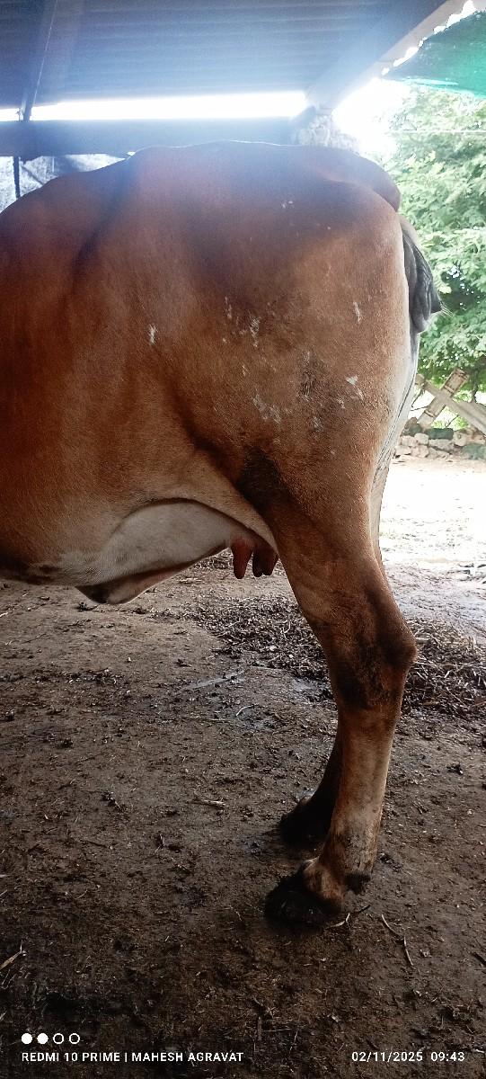 થંબનેલ 3