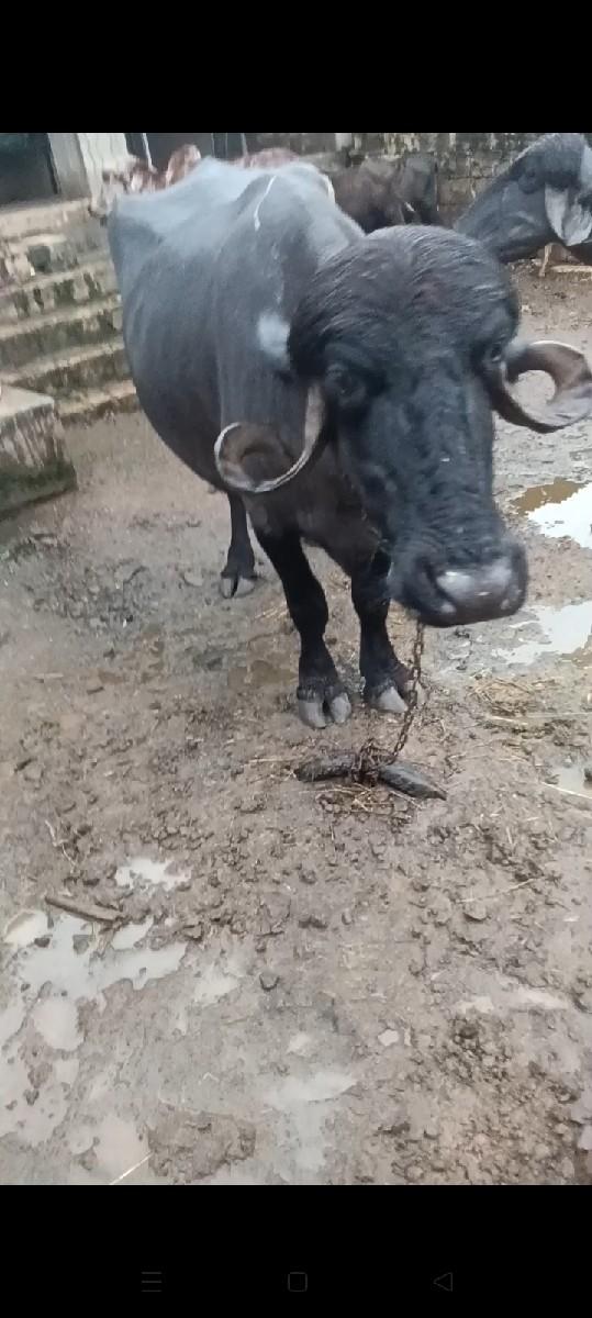 ભેંસ વેચવાની છે