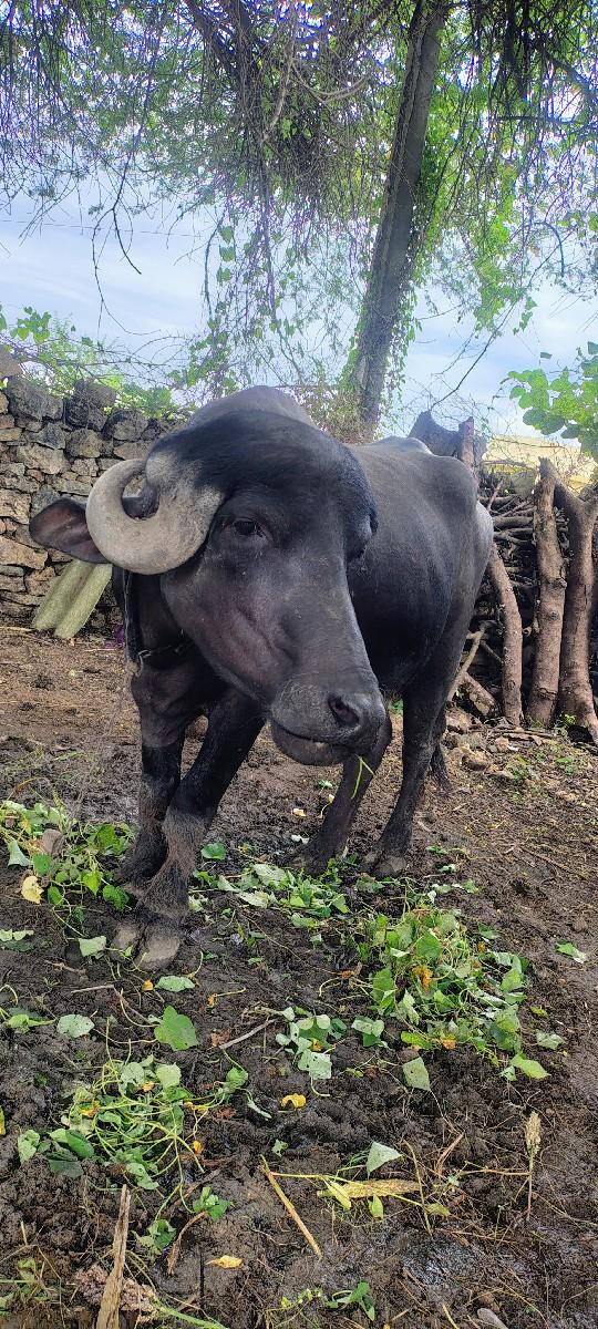 ભેંસ વેચવાની છે...