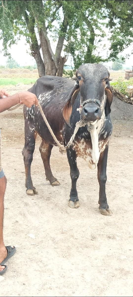 થંબનેલ 3