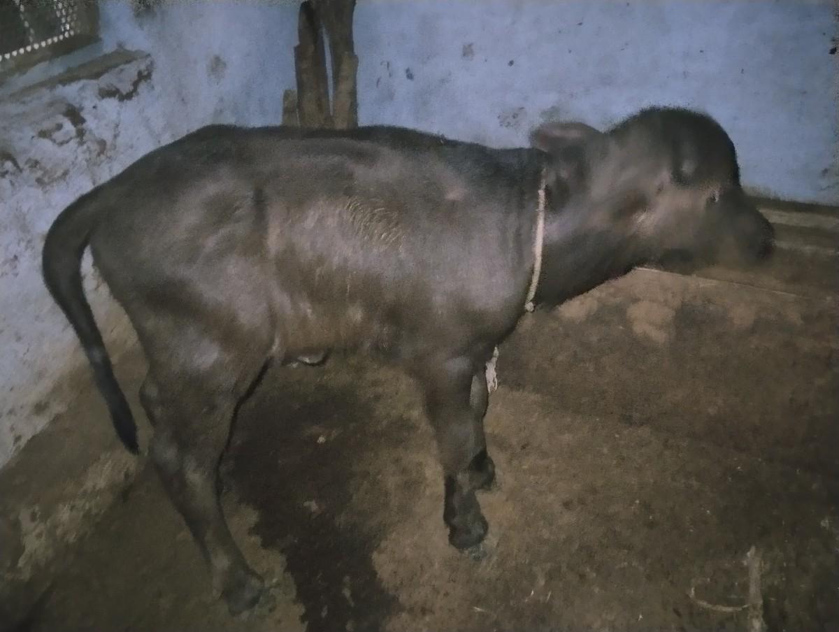 ભેંસ વેચવા ની છે