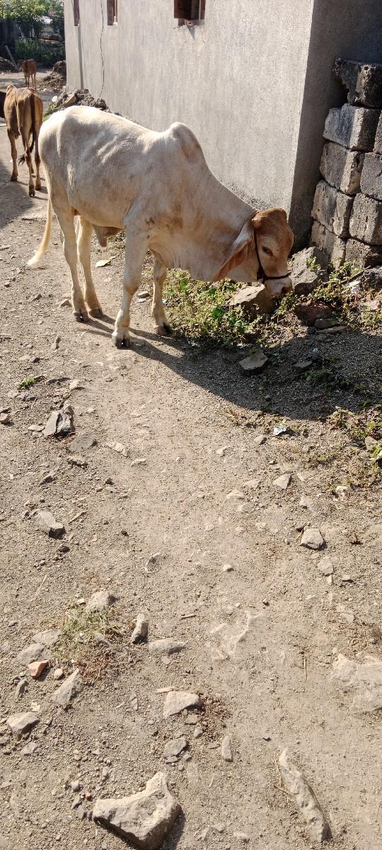 થંબનેલ 3