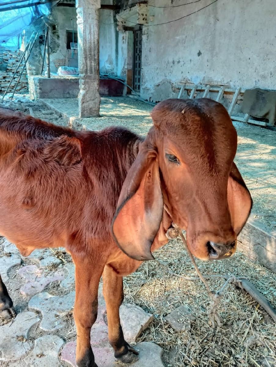 થંબનેલ 3